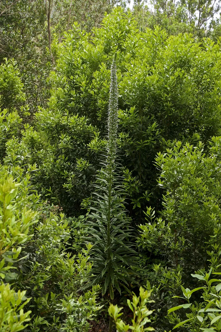 La carte Echium pininana