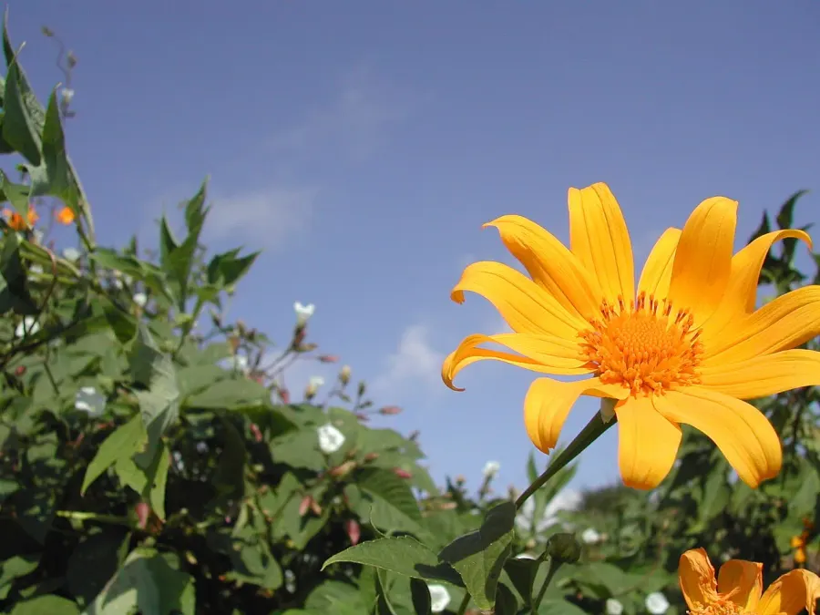 The Tithonia diversifolia card