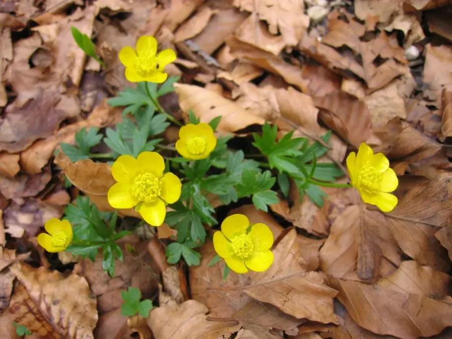 La carte Ranunculus nemorosus