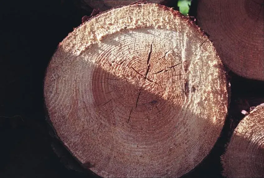 The Wood fuel card