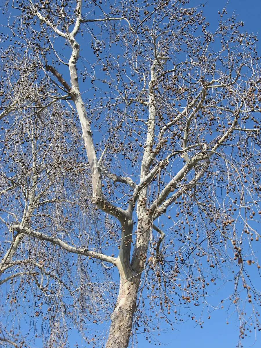 The Platanus racemosa card