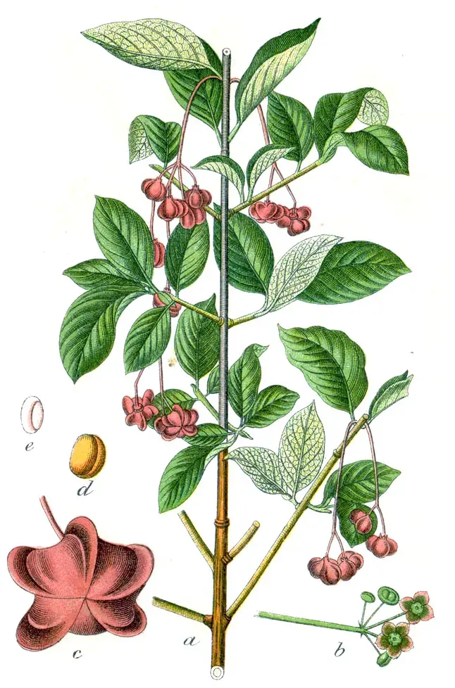 The Euonymus latifolius card