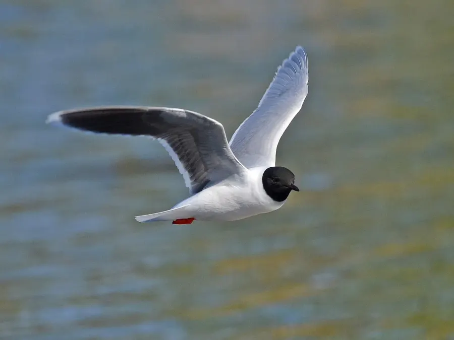 The Little gull card