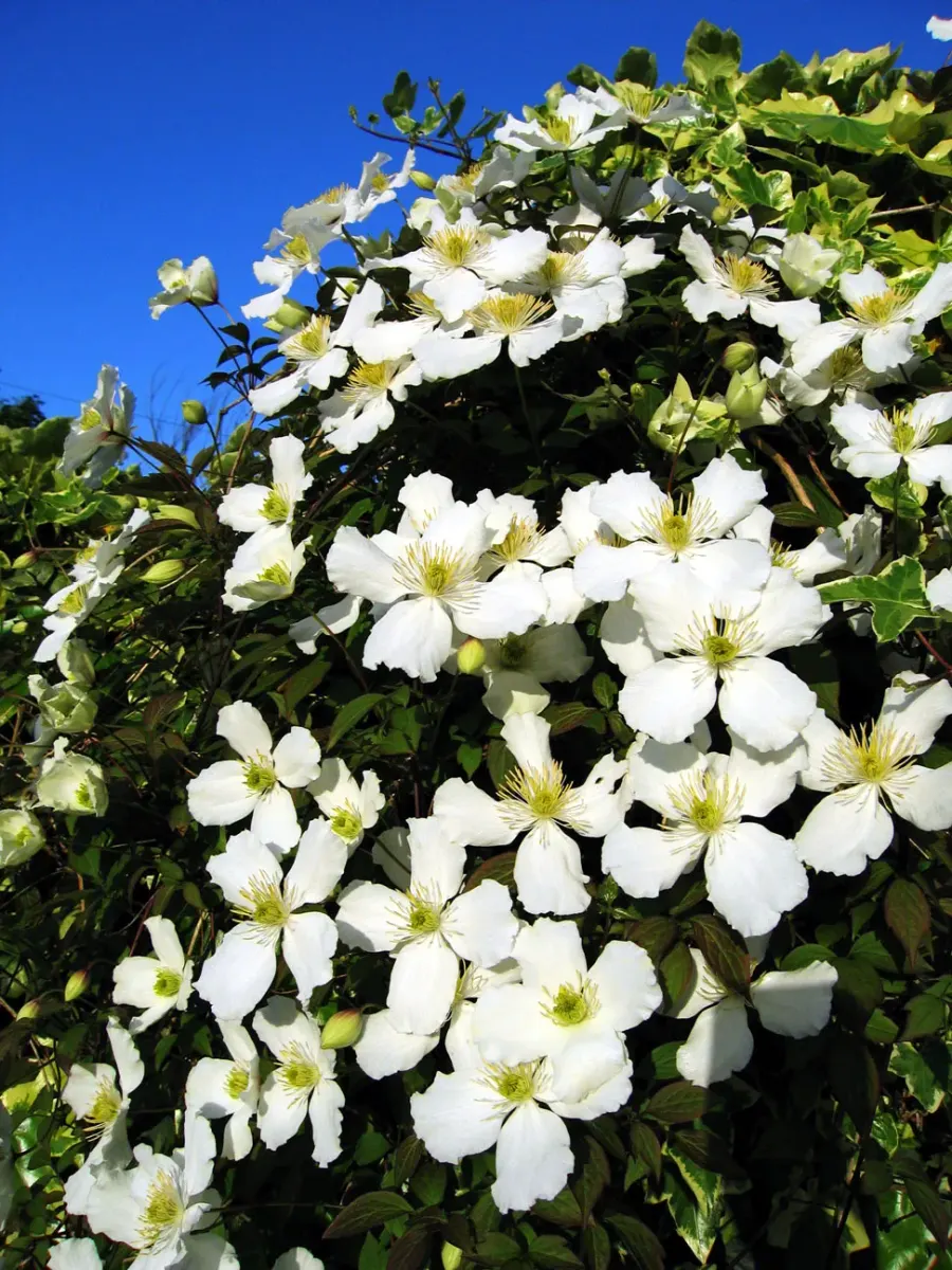 The Clematis montana card