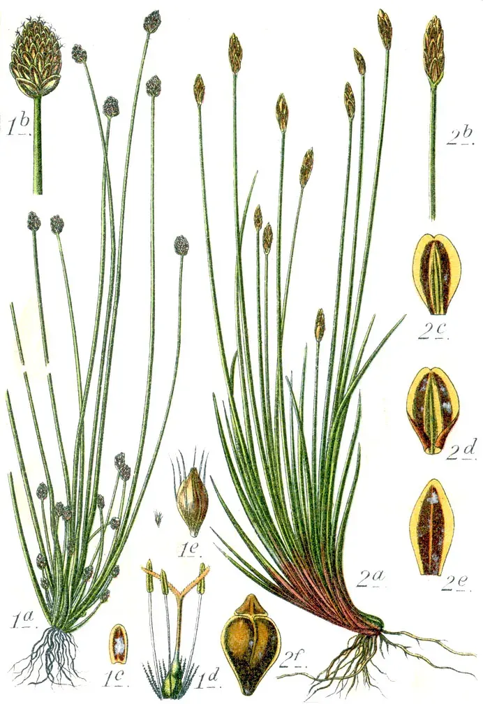 La carte Eleocharis ovata