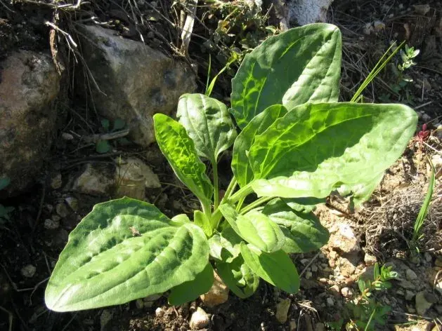 La carte Plantago