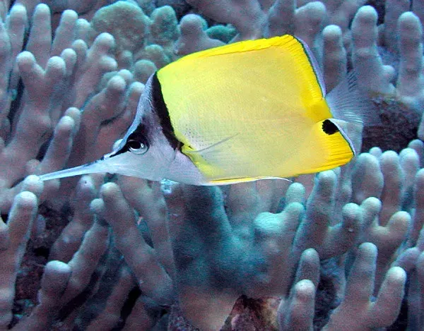 La carte Forcipiger longirostris