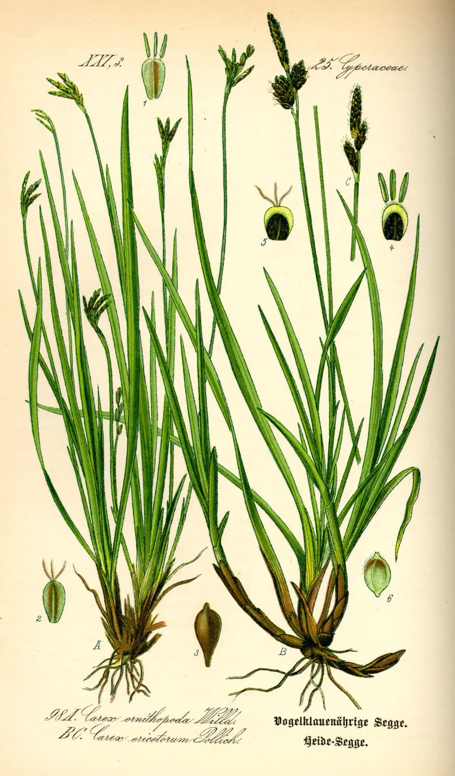 La carte Carex ornithopoda