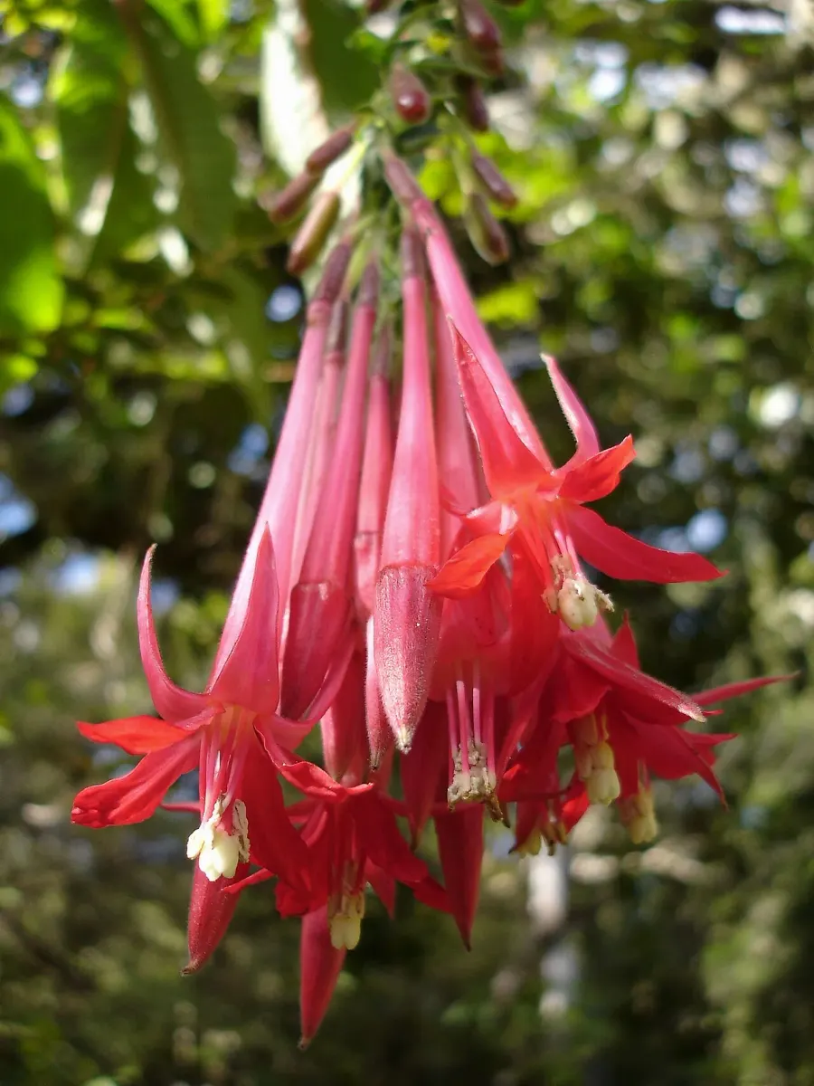 The Fuchsia boliviana card