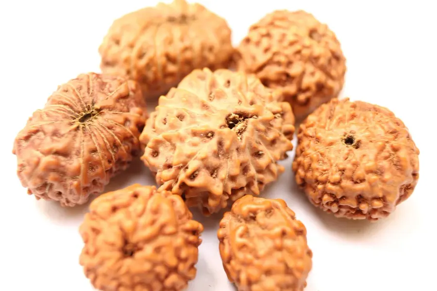 La carte Rudraksha