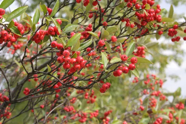 La carte Aronia arbutifolia