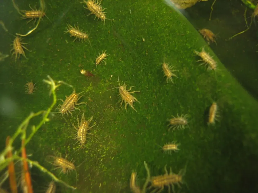 The Asellidae card