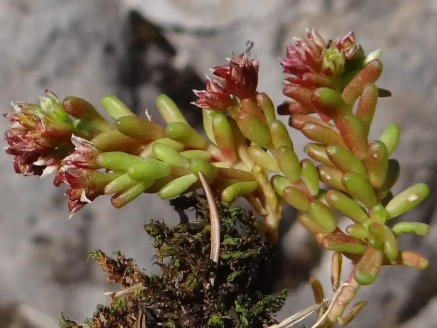 The Sedum atratum card