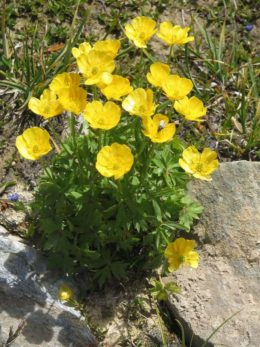 La carte Ranunculus montanus