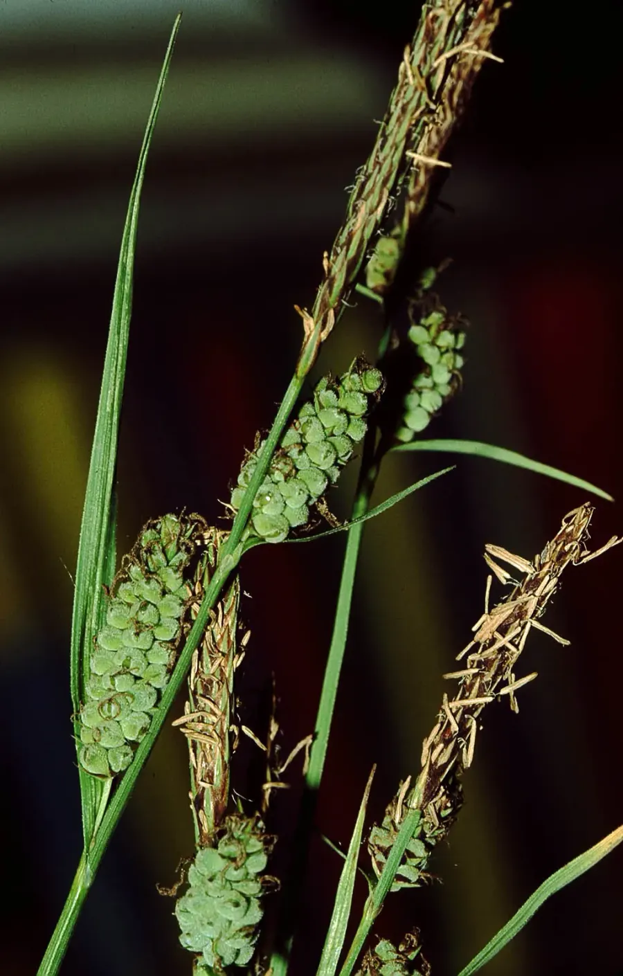 The Carex tomentosa card