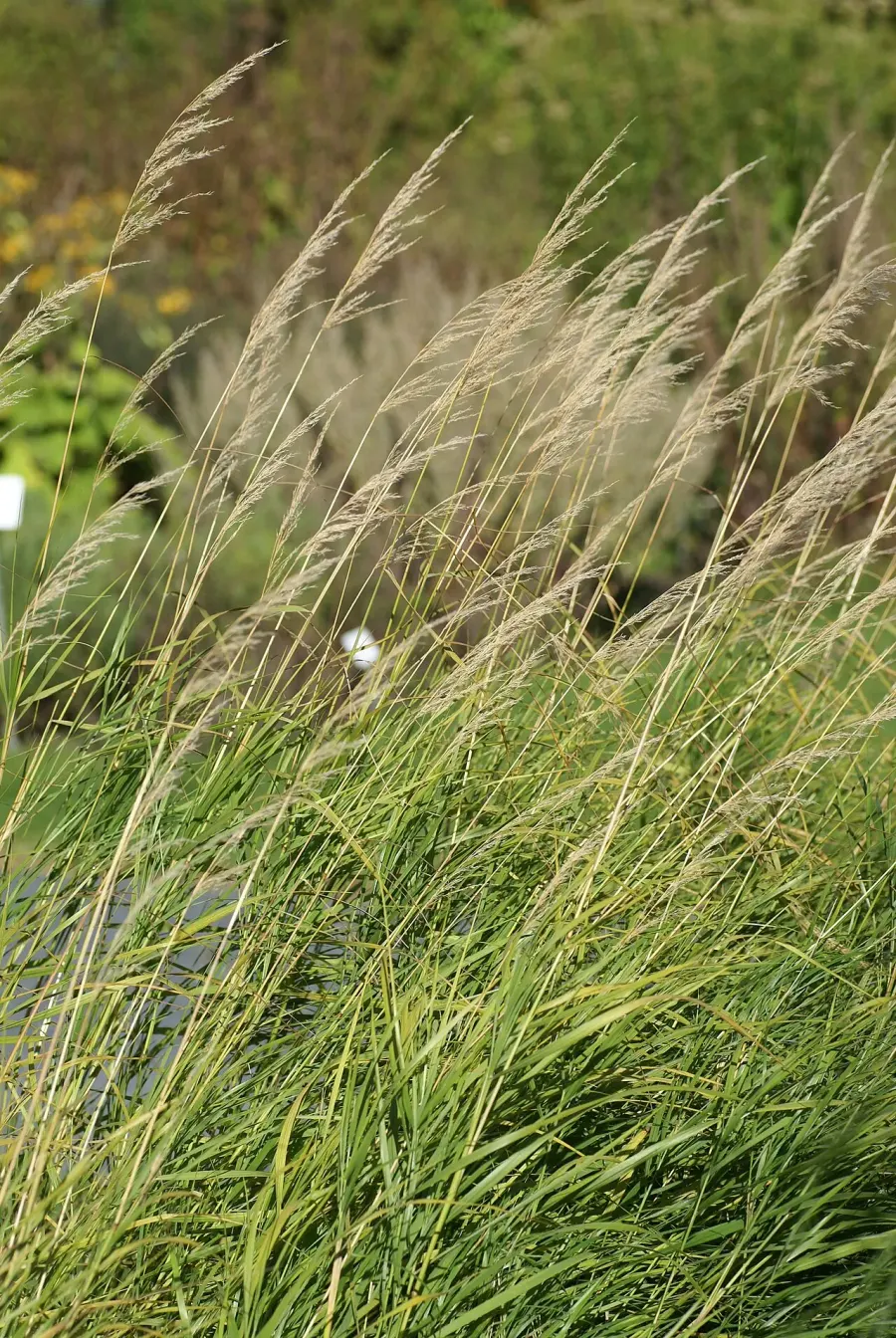 La carte Calamagrostis purpurea