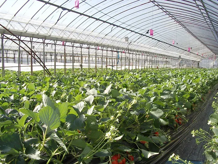 The Greenhouse card