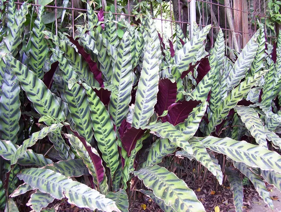 The Calathea card