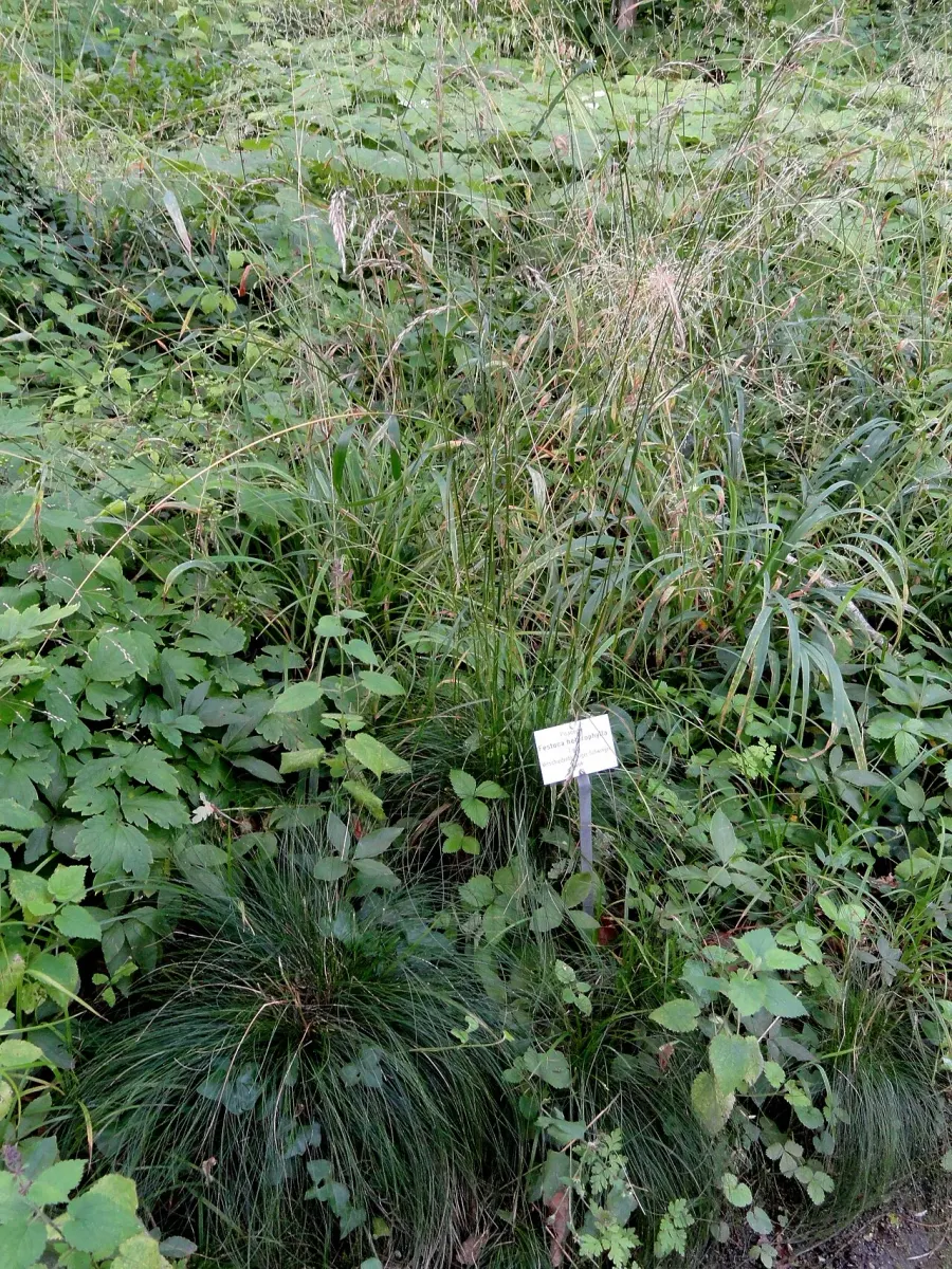 The Festuca heterophylla card