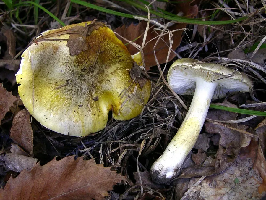 La carte Tricholoma sejunctum