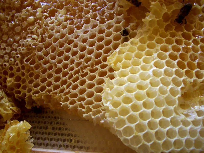 The Beehive card