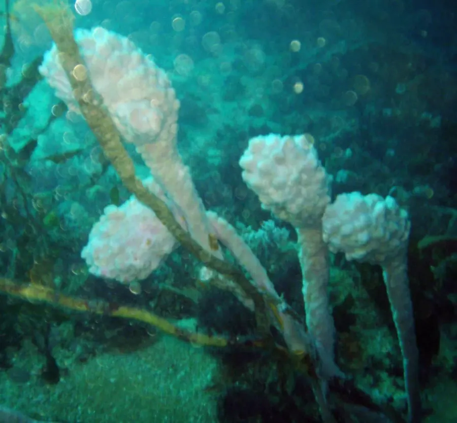 The Tunicate card