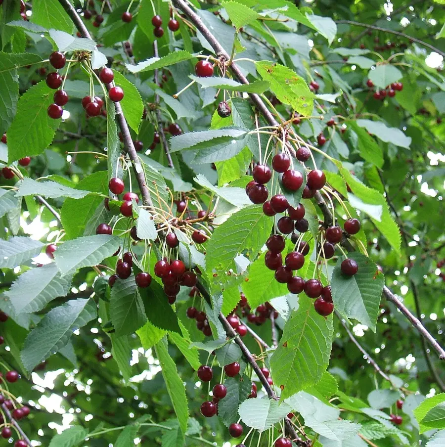 The Prunus avium card