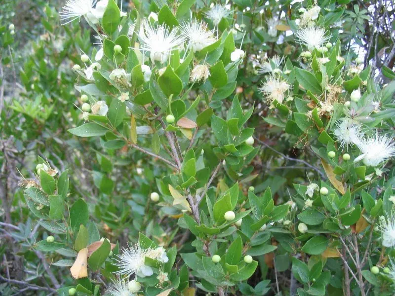La carte Myrtus