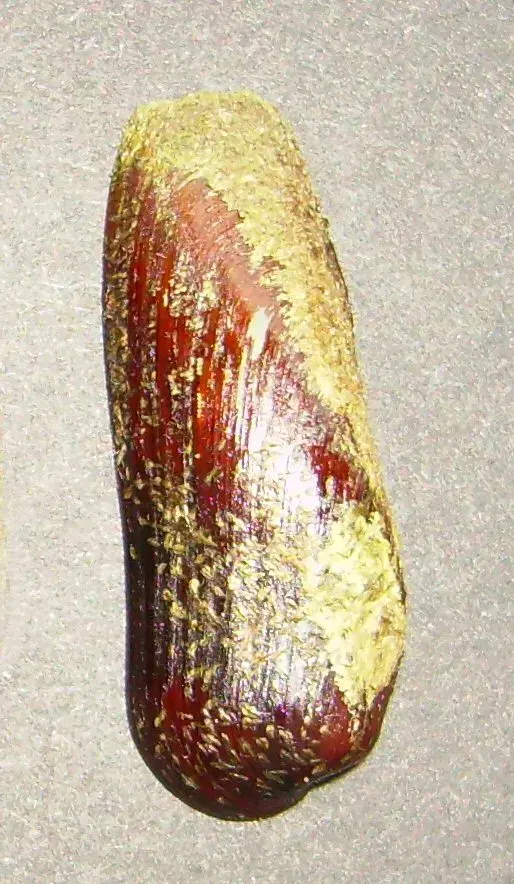 The Lithophaga card