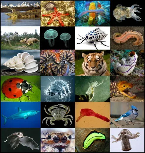 La carte Taxon
