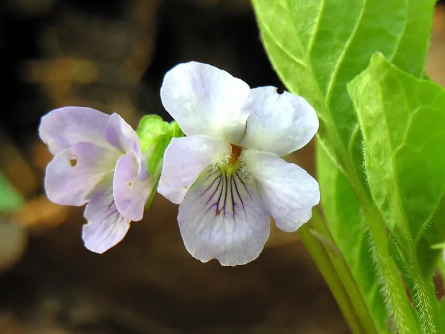 The Violette des collines card