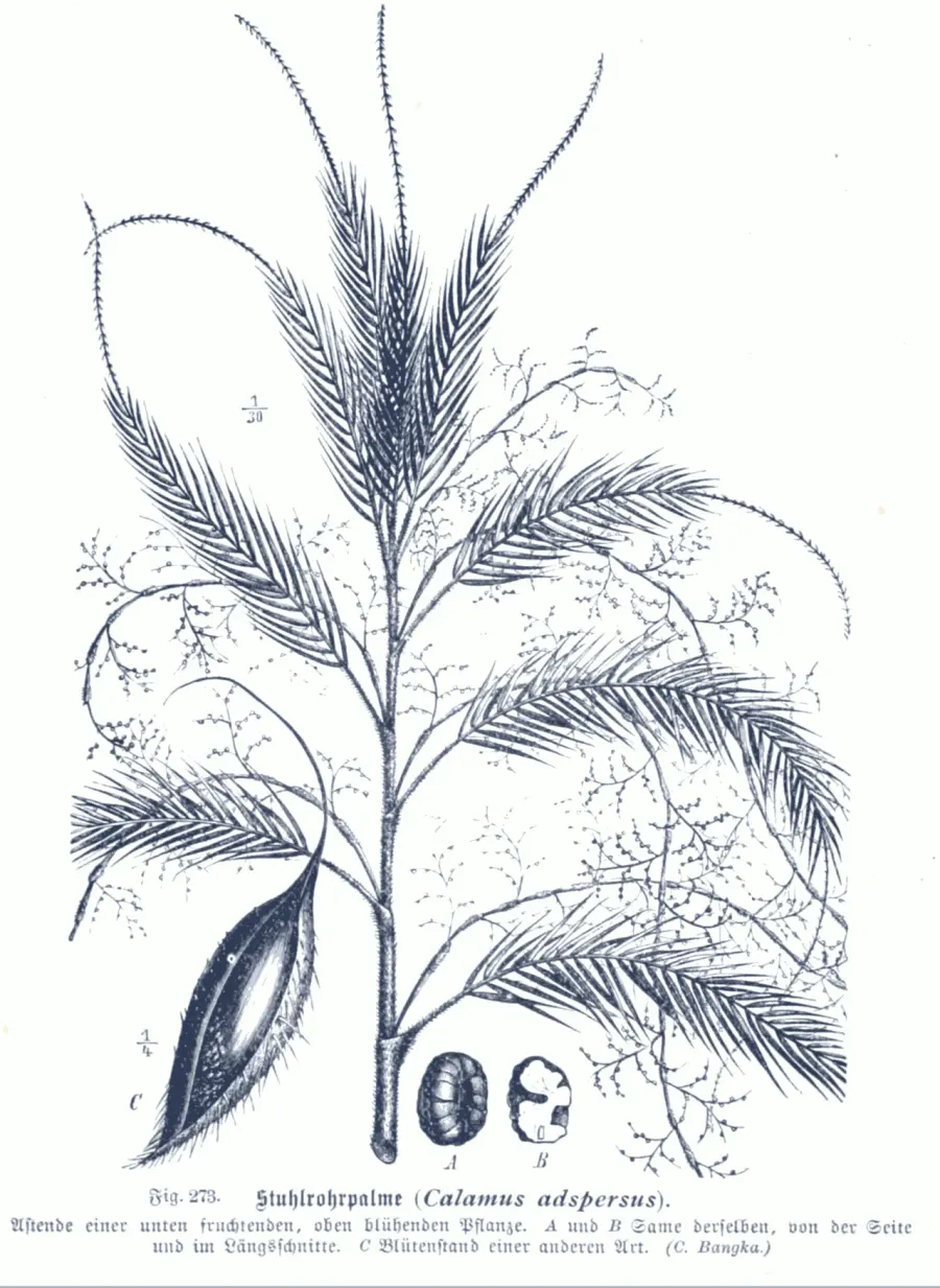 La carte Calamus