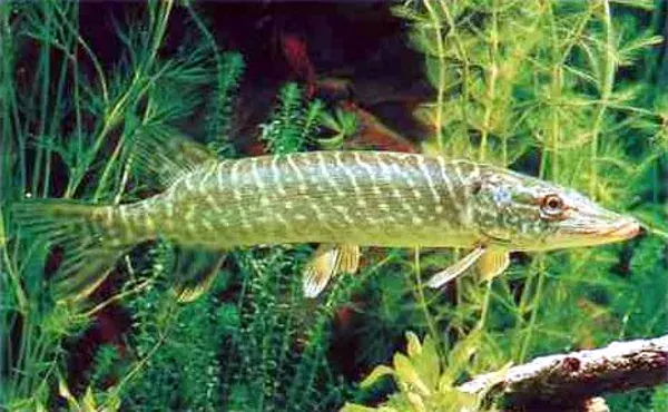 The Northern pike card
