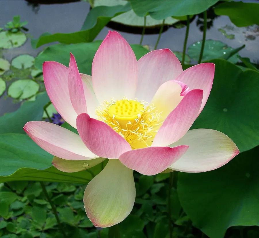 La carte Nelumbo nucifera
