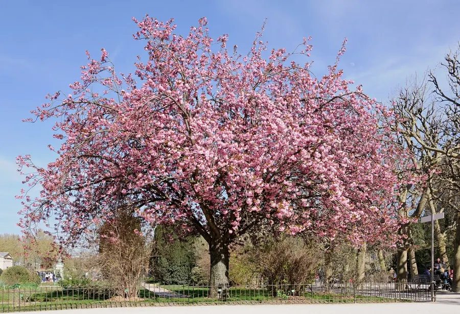 La carte Prunus serrulata