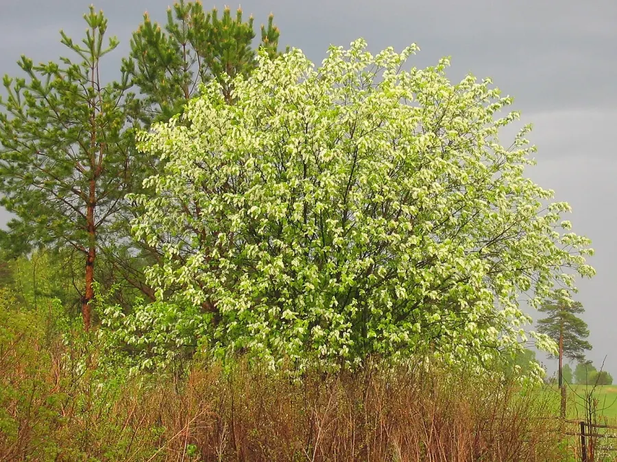 La carte Prunus padus