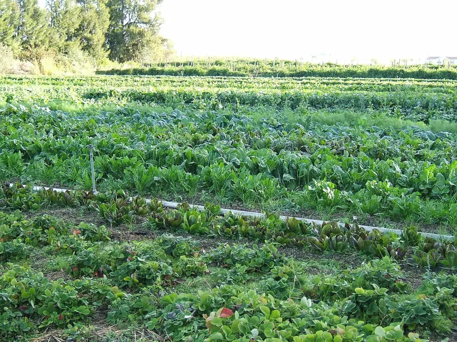 La carte Agriculture biologique