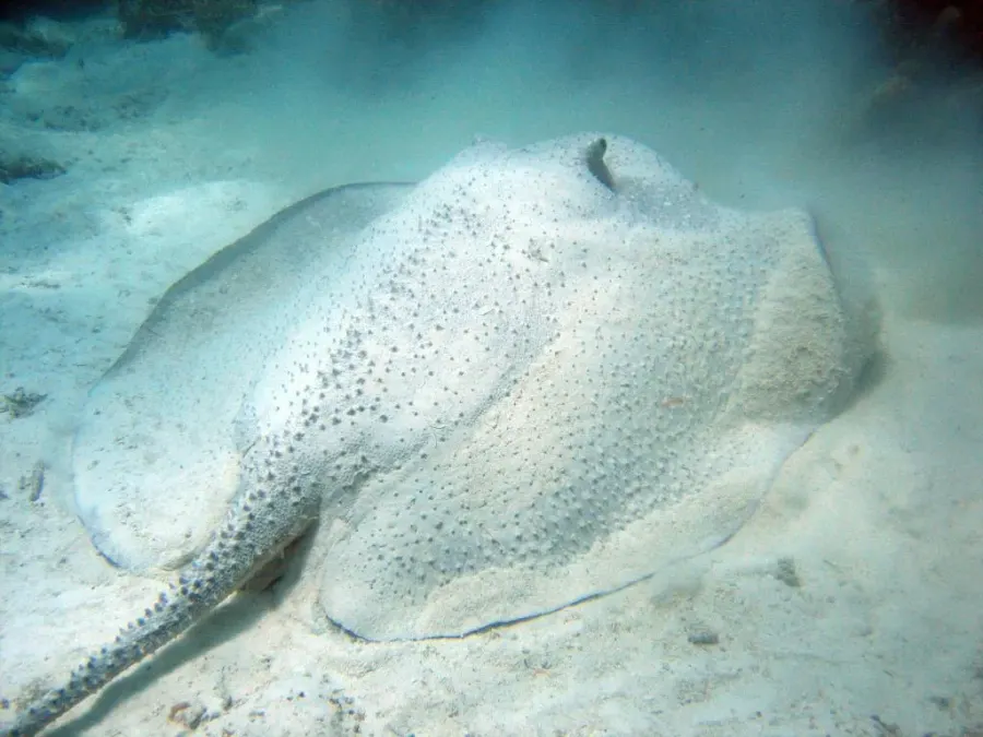 La carte Urogymnus asperrimus