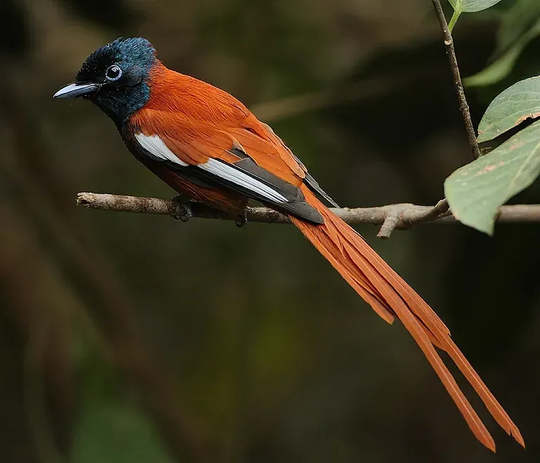 The Red-bellied paradise flycatcher card