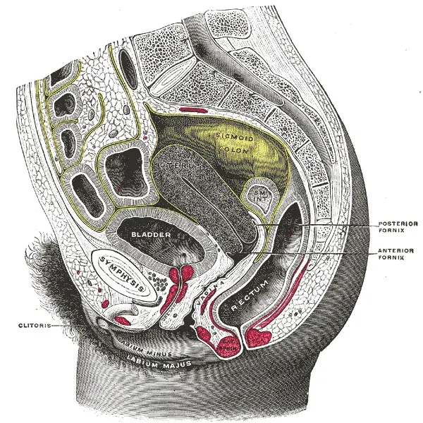 The Vaginal fornix card