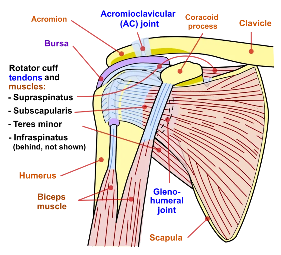 The Shoulder impingement syndrome card