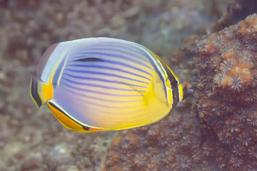 La carte Chaetodon trifasciatus