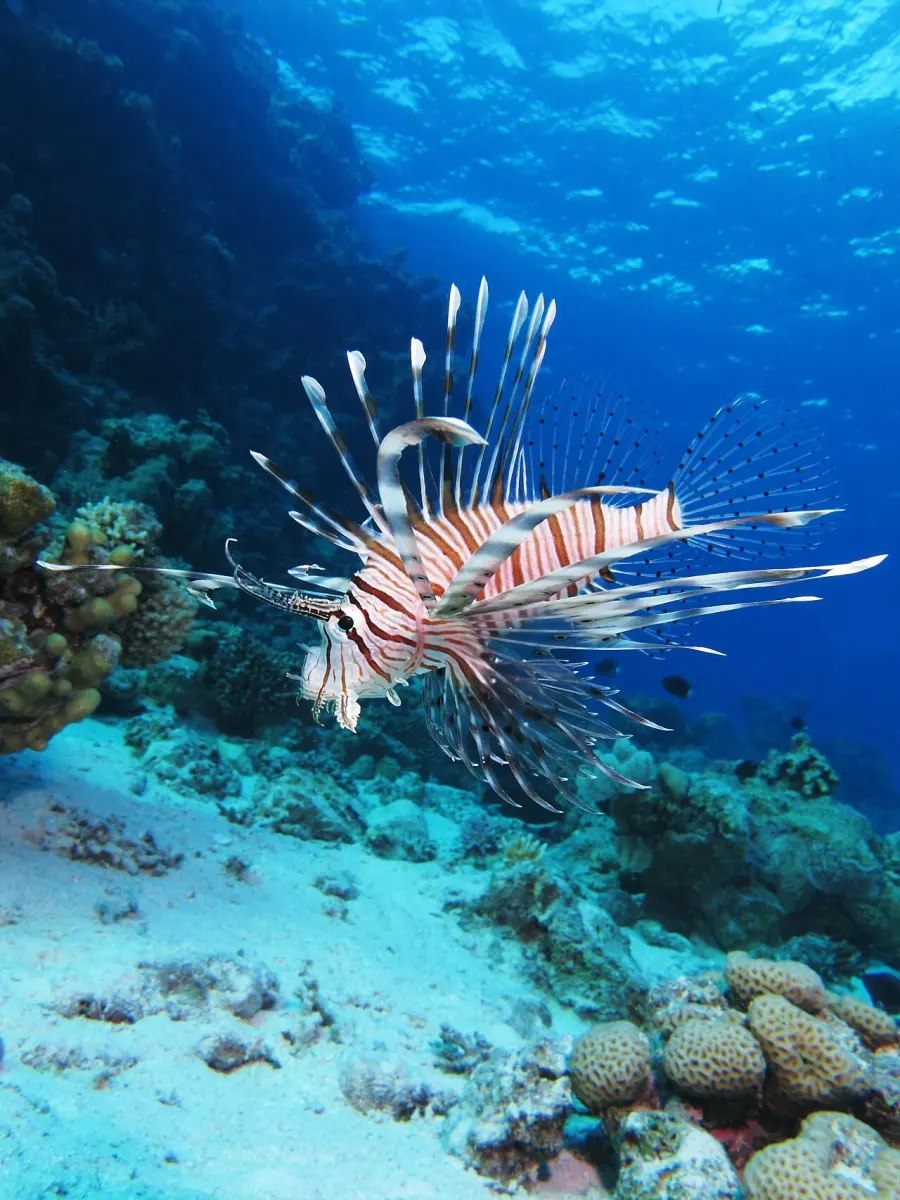 La carte Pterois miles