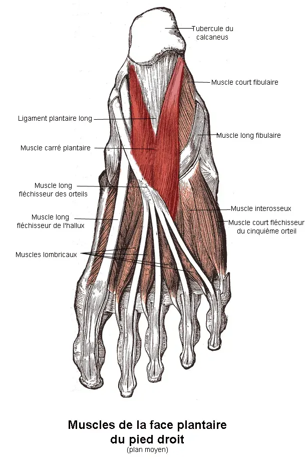 La carte Muscle carré plantaire
