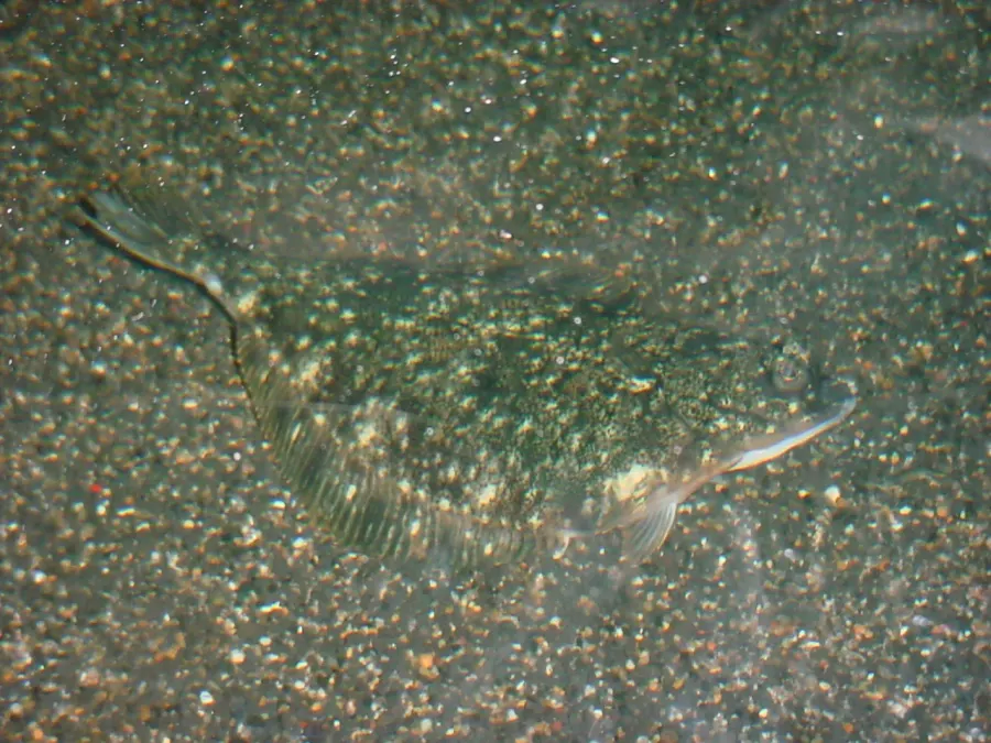 The Starry flounder card