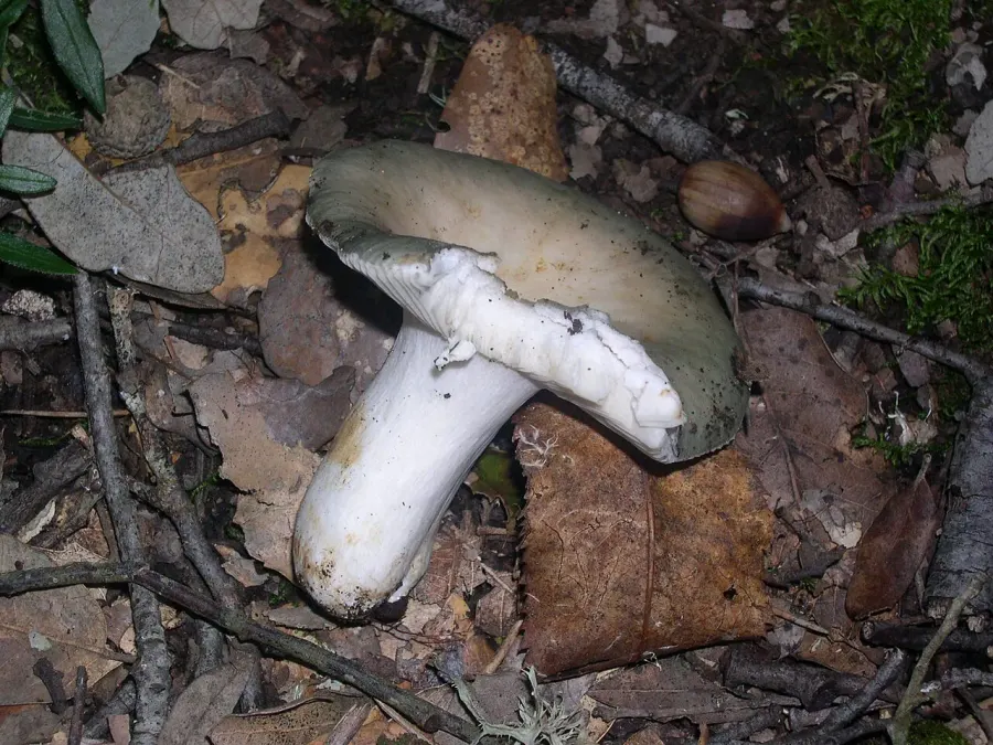 La carte Russula grisea
