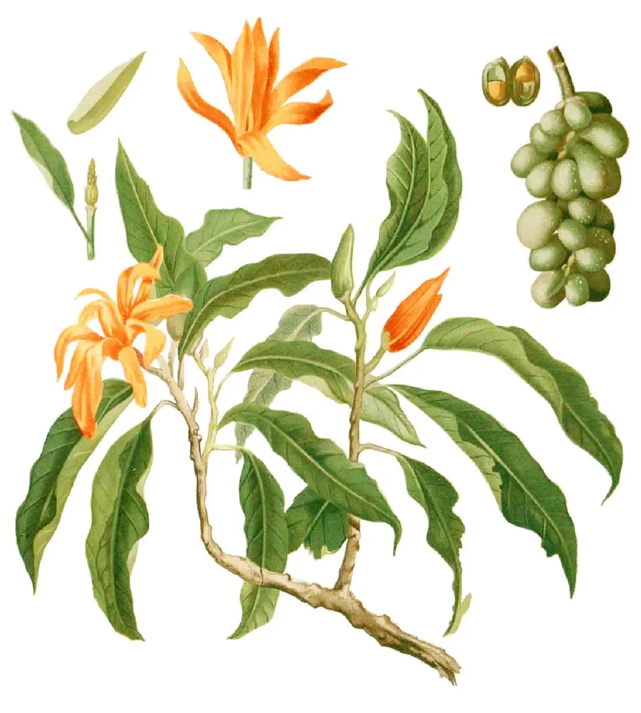 La carte Magnolia champaca