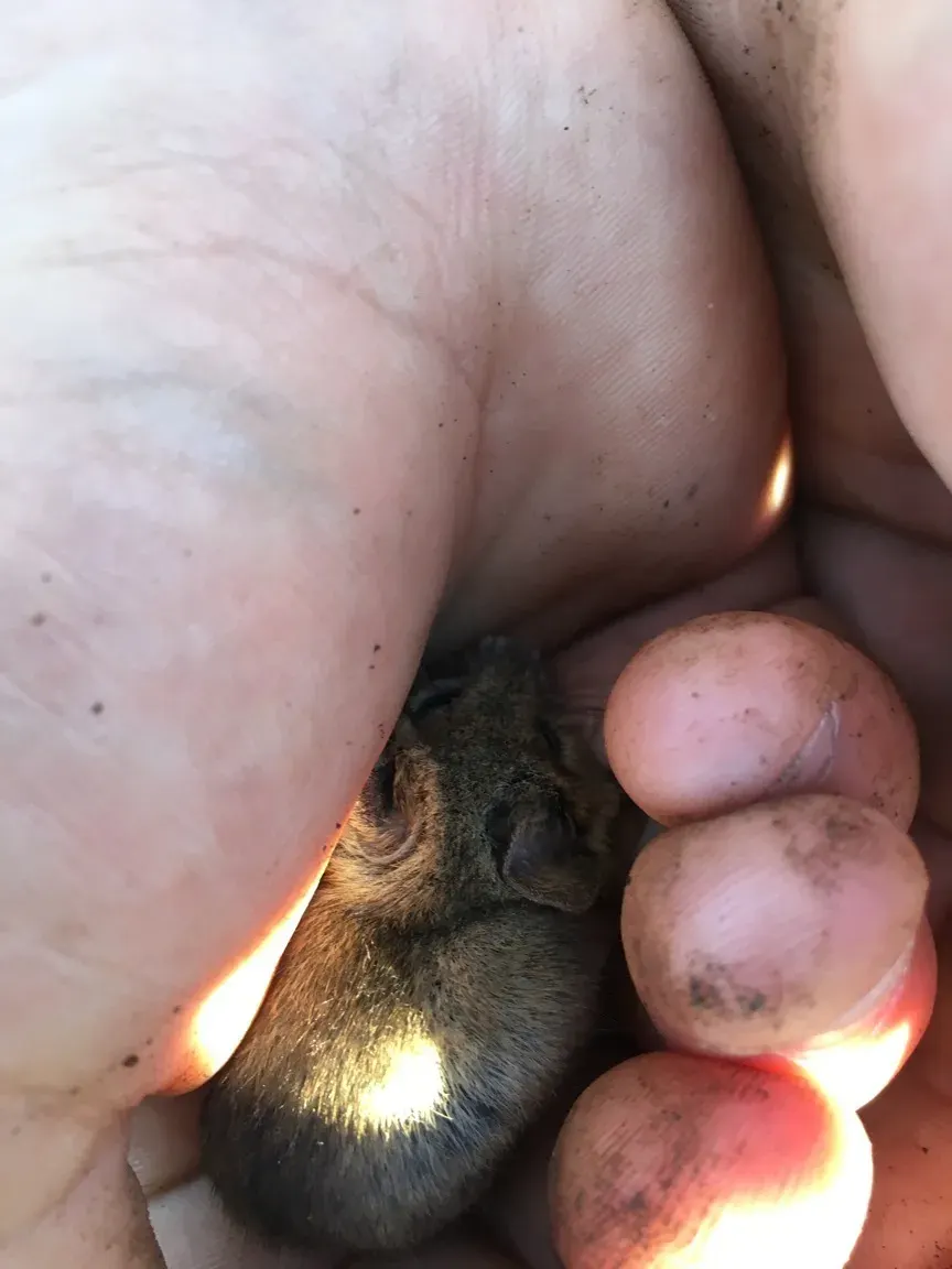 The California pocket mouse card