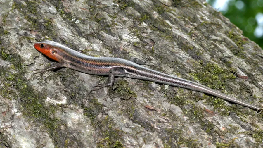 La carte Plestiodon fasciatus