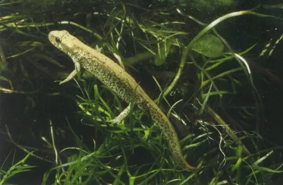 The Italian newt card